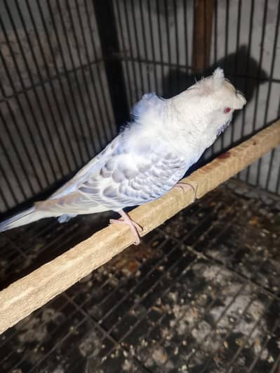 tcb fellwo Bak fril ka male or red eyes ki femal baredr pair ha