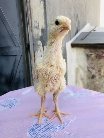 Pure German oh shamo chicks Abu ali Denmark line