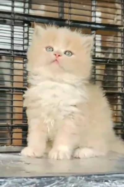 Persian Cats & Kittens for Sale may WhatsApp 03493839133