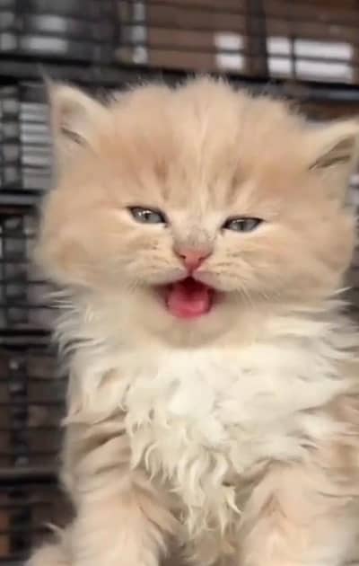 Persian Cats & Kittens for Sale may WhatsApp 03493839133