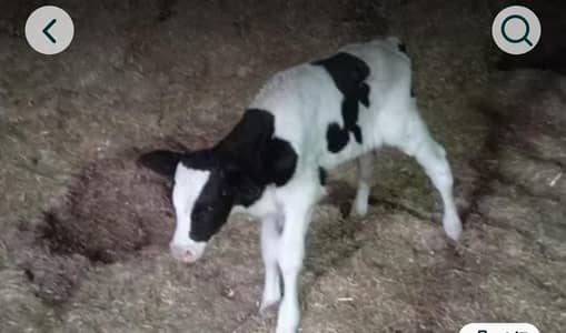 Pure Dutch of Pedigreed male clave