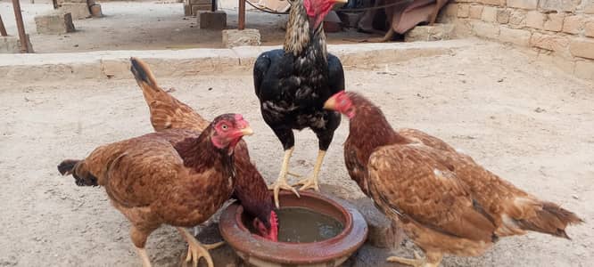 Aseel Pair For Sale 1 Murga 2 Aseel Murgian Full Active And Healthy