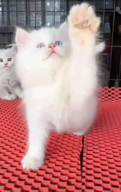 Persian Cats & Kittens for Sale may WhatsApp 03493839133