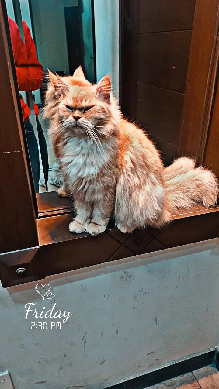 Persian cat 1