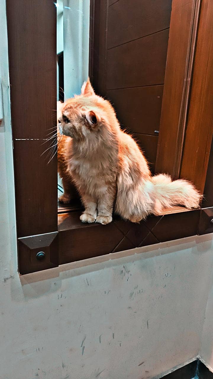 Persian cat 2