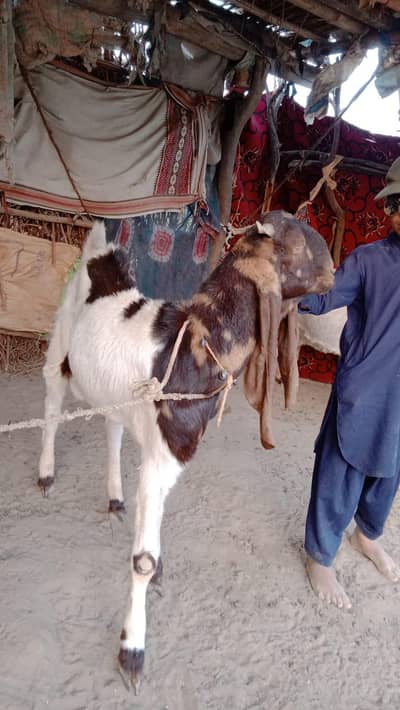bakra