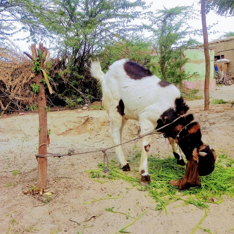 bakra 2