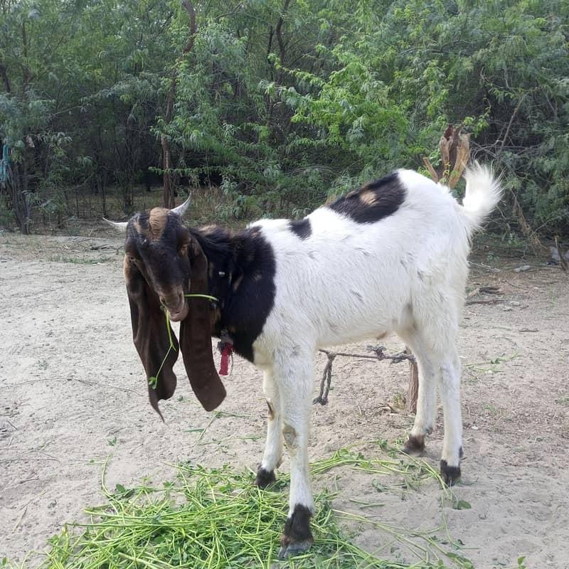 bakra 3