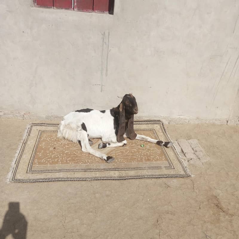bakra 4