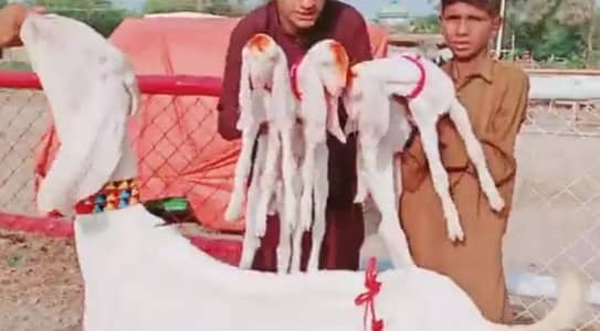 3 Bacchon Ka Sath Desi Bakri For Sale (Call "_03274970754)