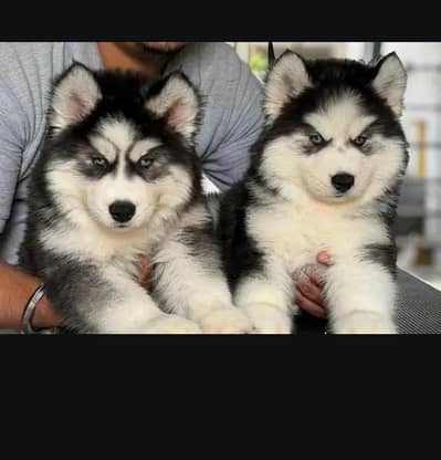 husky puppies 03425137217