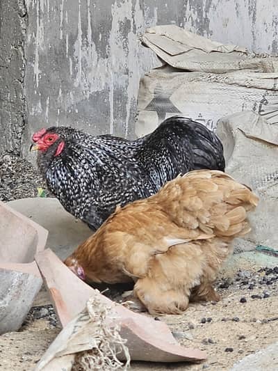 Bantam breeder pair