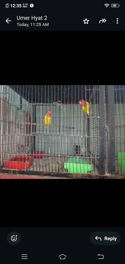 breeder pairs in big size