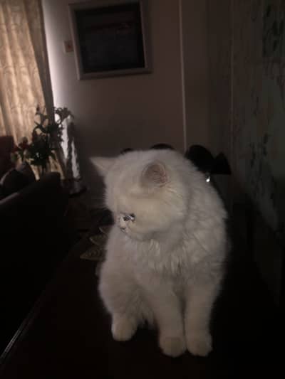 Persian cat