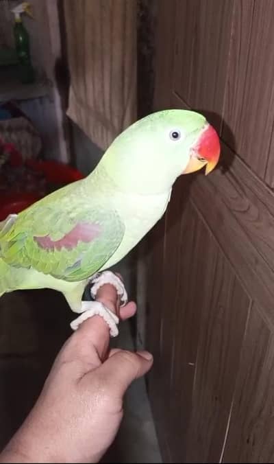 Rao Pahari male age 8 month