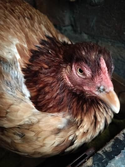 aseel hen 03004358724