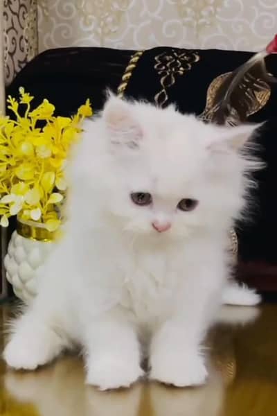 Persian Cats & Kittens for Sale may WhatsApp 03493839133