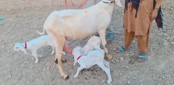 3 Bacchon Ka Sath Desi Bakri For Sale/ 03246711890