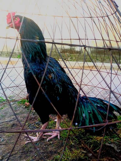 King mushka and Heera