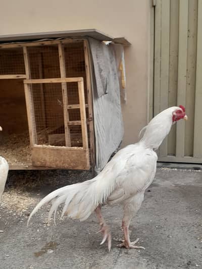 heera aseel 03182025009