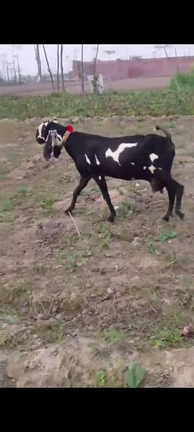 Female Goat | Beetal bakri | Goat | Pregnant Goat