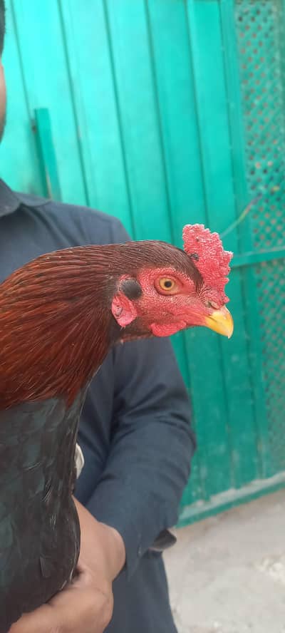 Mianwali Aseel Murga rooster