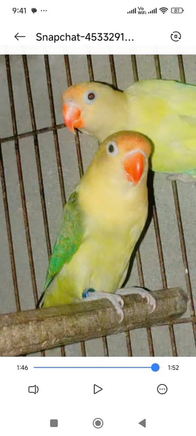 decino/parblue euwing opline