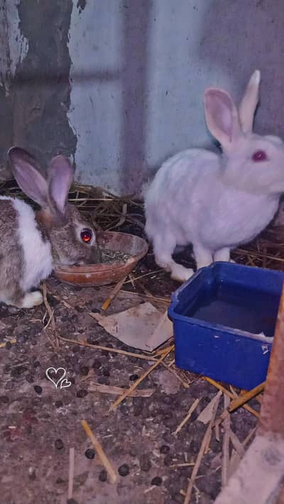 only white and brown