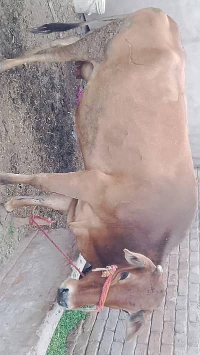 jarsi or walati cross   15 din ho  gy ha soi ko 12 kg. dod ha