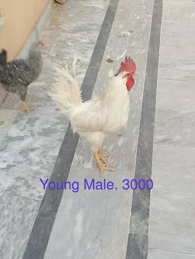 Daasi Hans or Australorp chicks