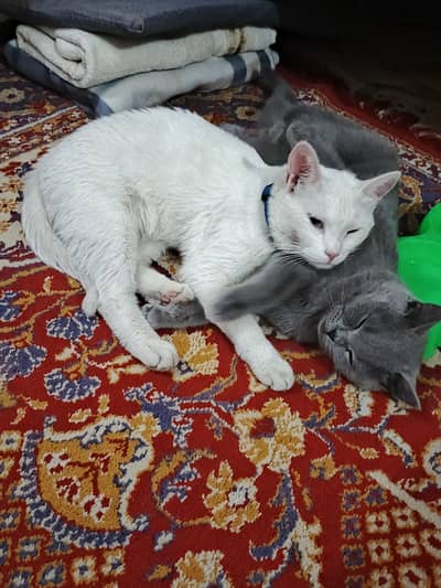 cats home care available