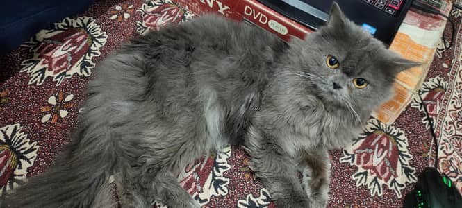 Grey persian male for sale