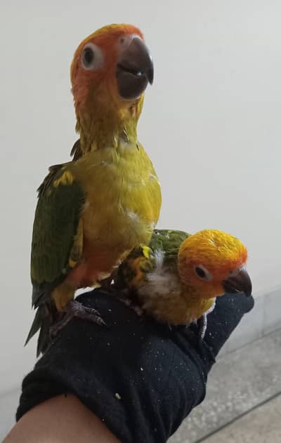 sun conure chick pair