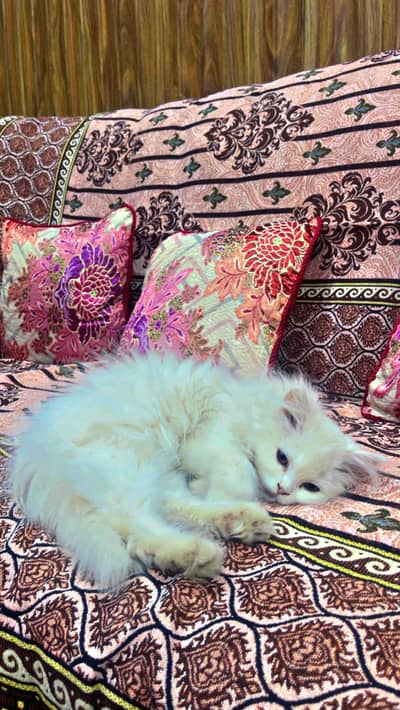 Persian Cat Triple Coated – Beautiful & Healthy Kitten for Sale