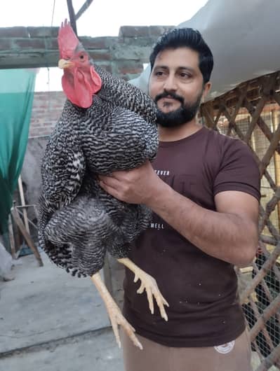 Playmouth Heritage Breeder Male | Plymouth | ply mouth | Play mouth