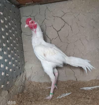 Paper white long height 3 in 1