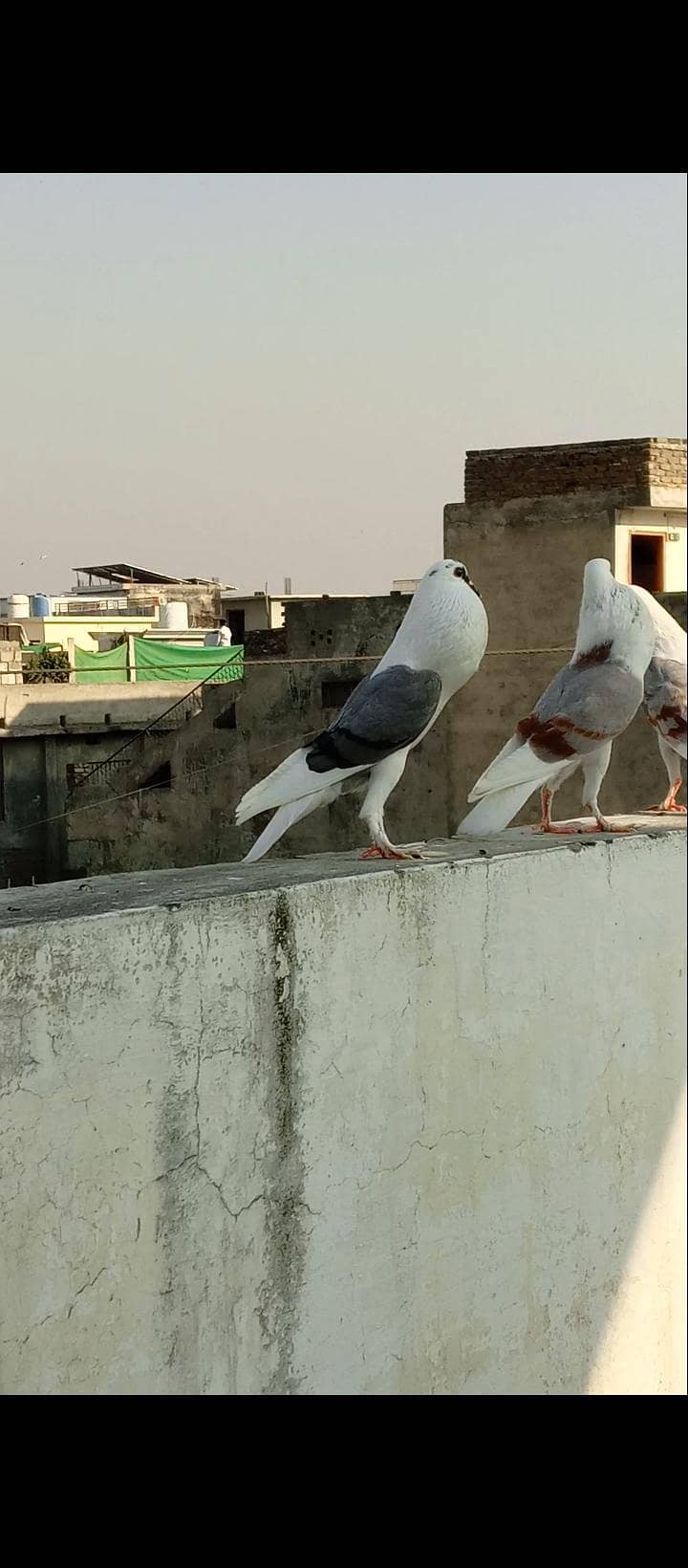 shield cropper pair 0