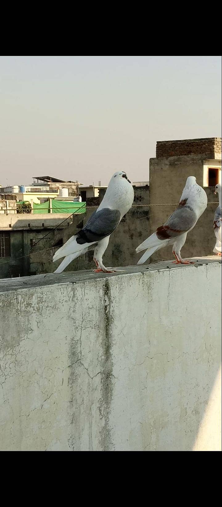 shield cropper pair 1