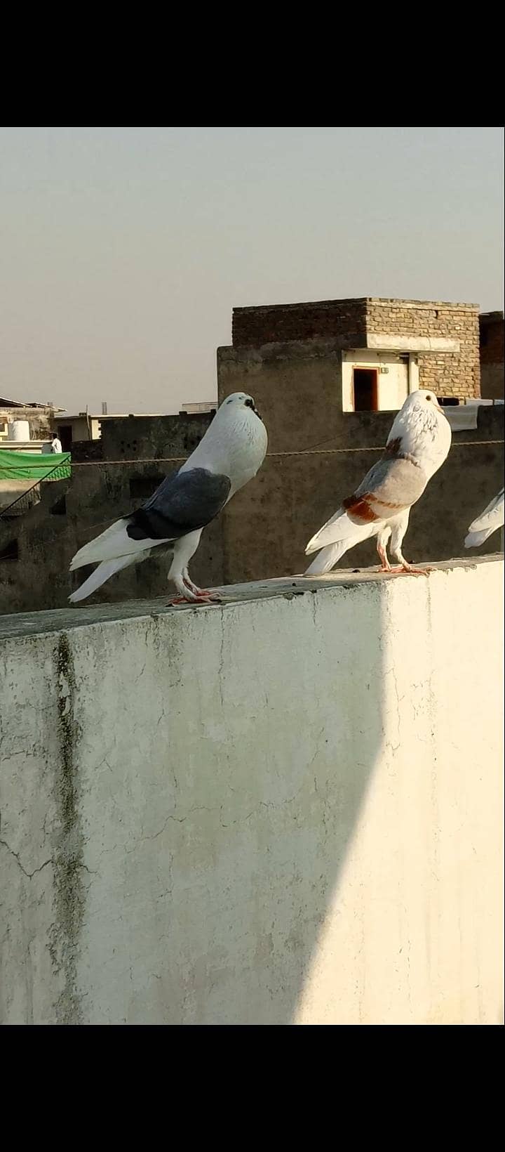 shield cropper pair 2