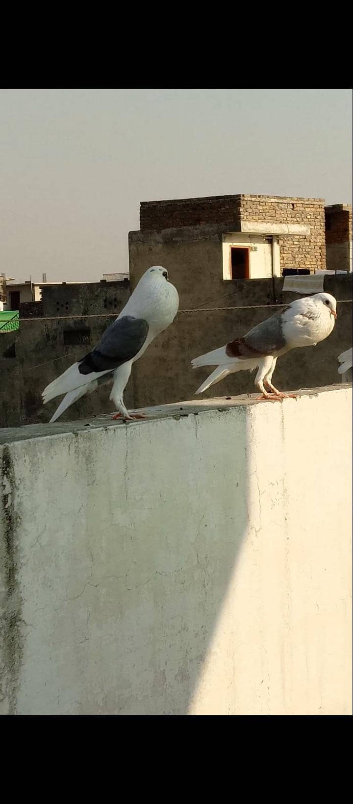 shield cropper pair 3