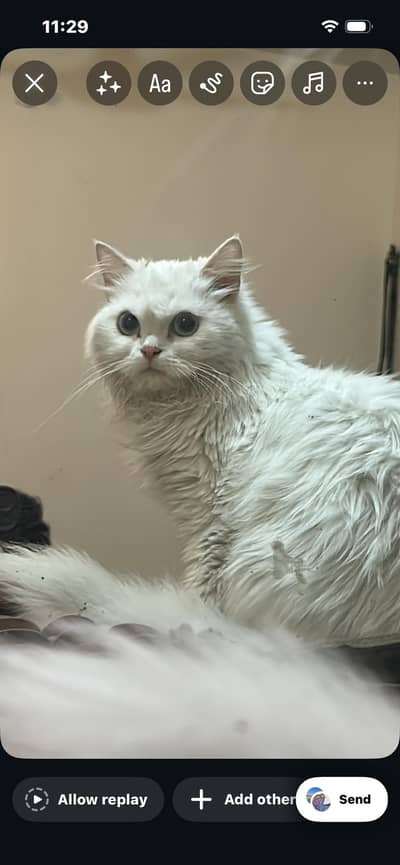 Persian cat with blue eyes.