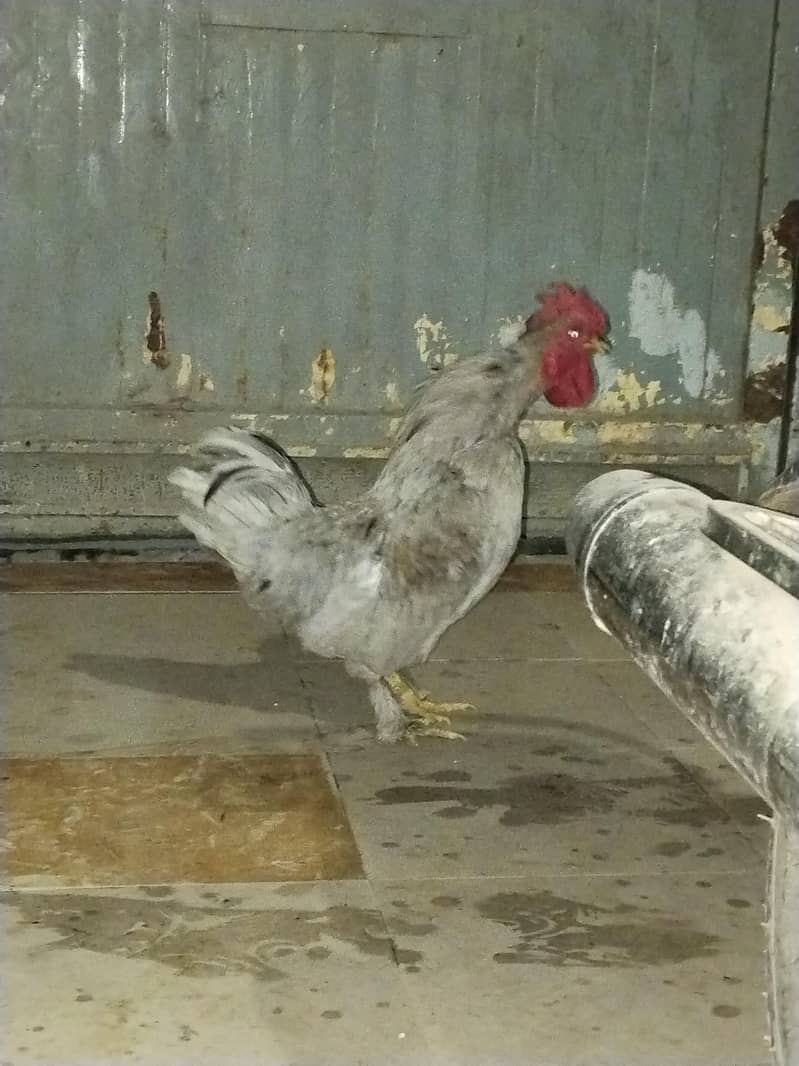 gray bantam buff 1