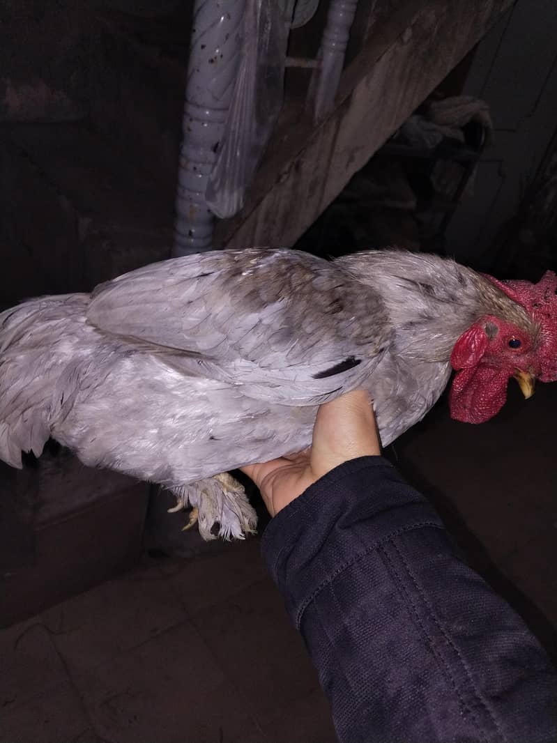 gray bantam buff 2