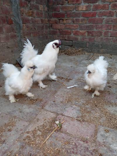 white silky trio set