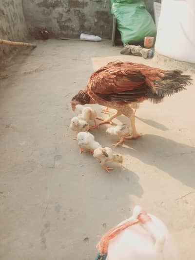 Pure Mianwali strong blood line  chicks