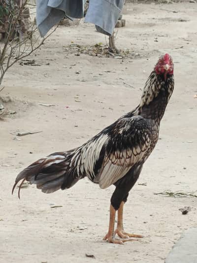 Aseel Murga for sale