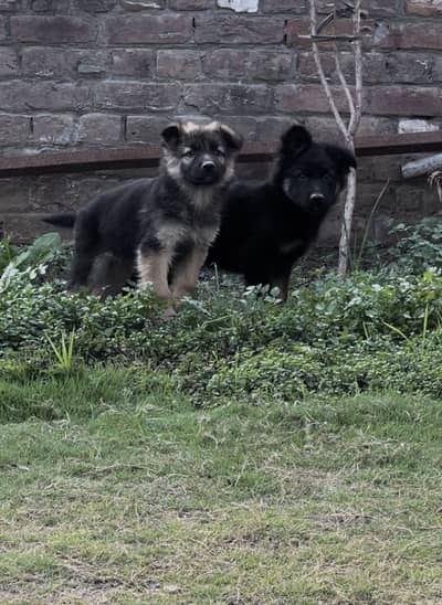 German shepherd Long coat Males Puppy (Contact(0326 0404534)