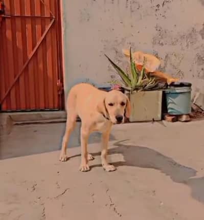 female for sale labray