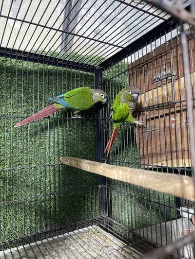 Setup for sale pineapple cocktail java