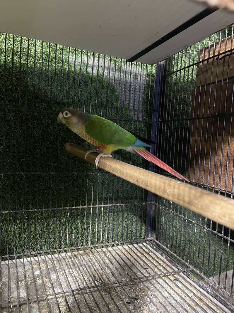 Setup for sale pineapple cocktail java 2